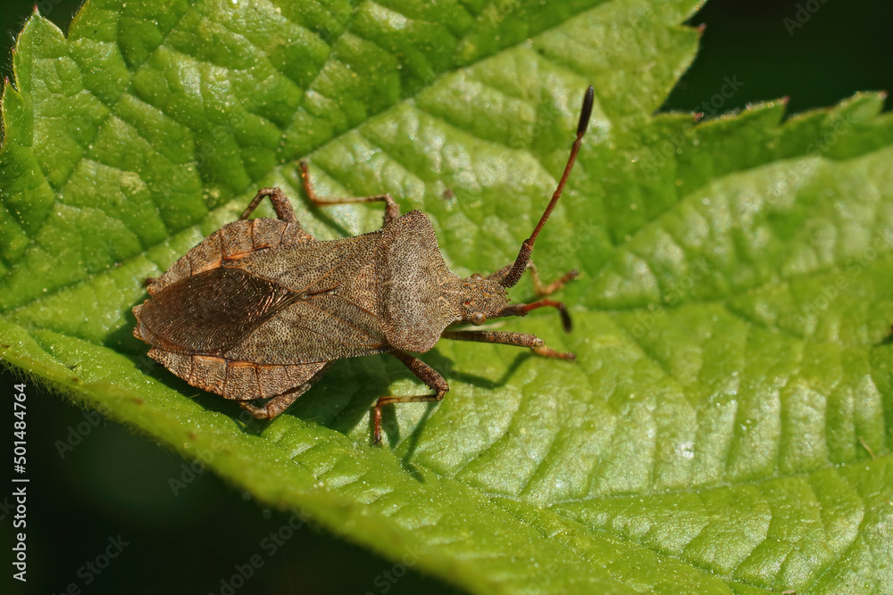 Detailed closeup on an adult dock bug, Coreus marginatus, sitting on a green rubus leaf Detailed closeup on an adult dock bug, Coreus marginatus, sitting on a green rubus leaf