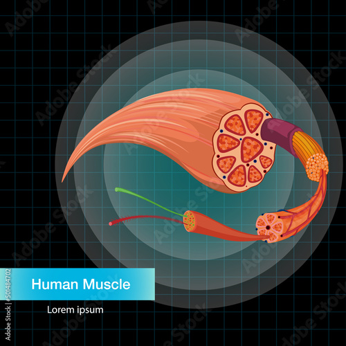 Human muscle anatomy structure