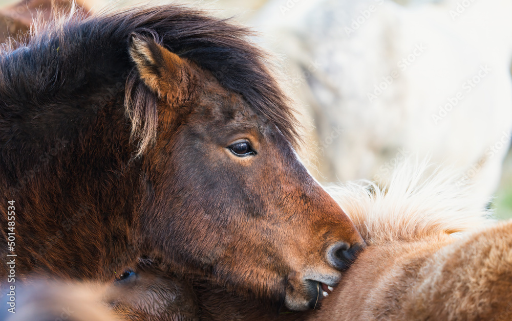 Icelandic horse head biting others horses back