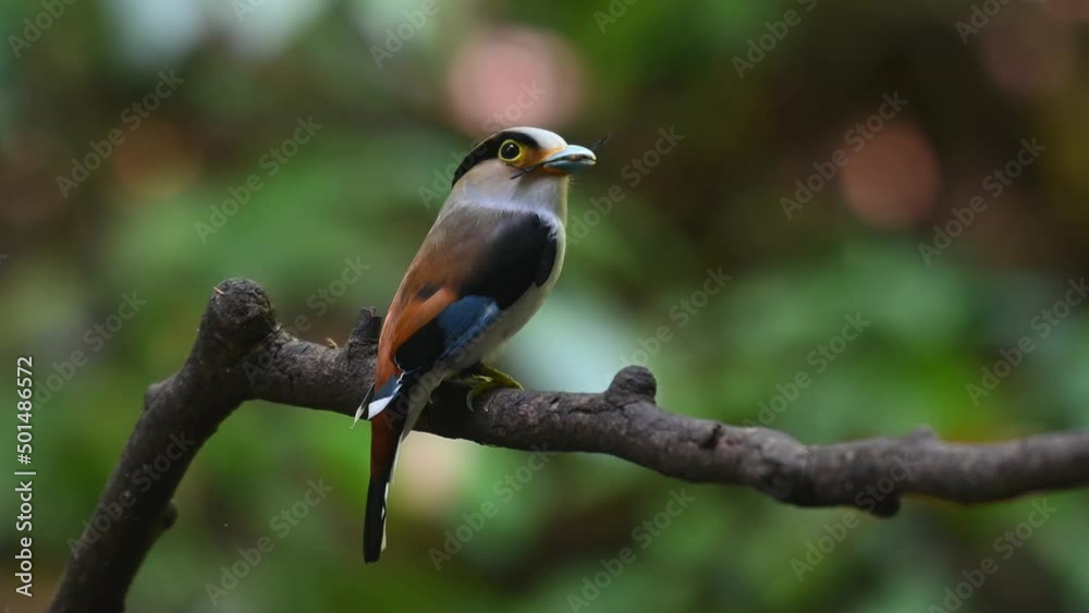 Seen from its right side with food in the mouth ready to deliver, Silver-breasted Broadbill, Serilophus lunatus, Kaeng Krachan National Park, Thailand.