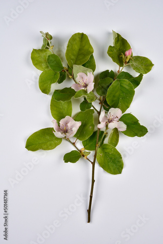 Billede på lærred fleurs et feuilles de cognassier