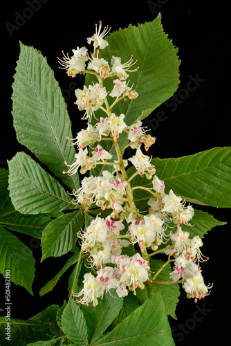 fleurs et feuilles de Marronnier photo