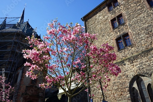 Alte Fassade aus Bruchstein und Naturstein des Interkulturelle Begegnungszentrum Kerner mit blühendem Baum im Sonnenschein am Lutherischen Kirchhof n der Altstadt von Marburg an der Lahn in Hessen