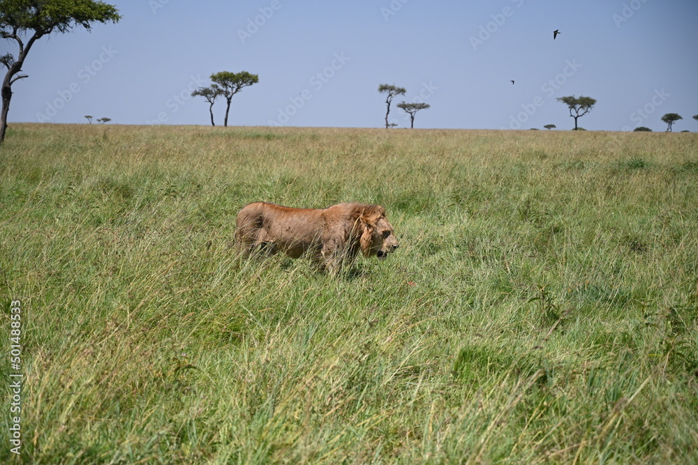 ready set go lion about to chase a prey ready set go lion about to chase a prey