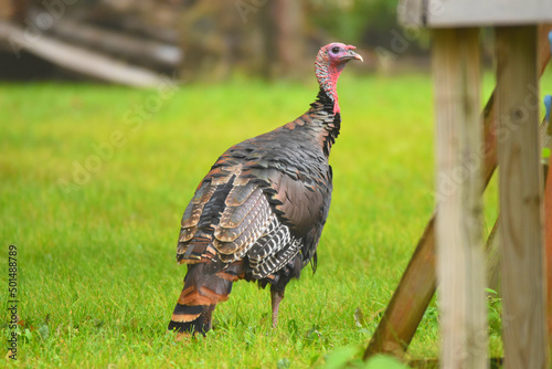 Closeup of a wild turkey on a green grass photo