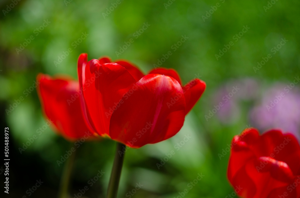 Beautiful photo of tulip. Parrot tulips. Tulipa Bright Parrot. Bright Parrot Tulip flowers. Beautiful photo of tulip. Parrot tulips. Tulipa Bright Parrot. Bright Parrot Tulip flowers.