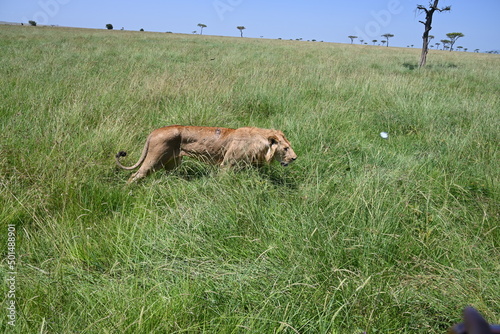 big male lion on the move 