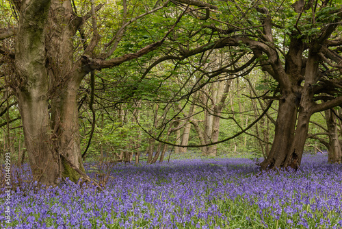Bluebell Woods