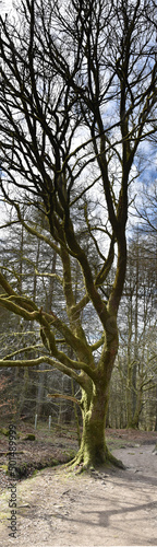 Trees at Tockholes woodland and Ruddlesworth photo