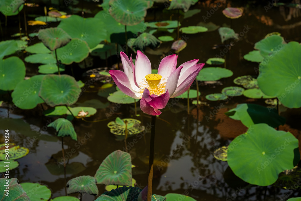 lotus flower in wild lotus pond with green leaves lotus flower in wild lotus pond with green leaves