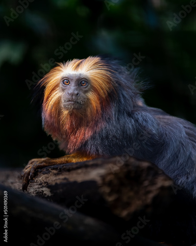 Canvas Print Vertical shot of a golden lion head monkey on a dark background