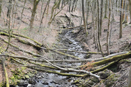 Trees at Tockholes woodland and Ruddlesworth photo