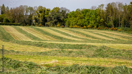 Grassland after pruning for forage