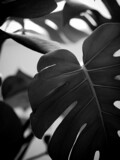 Grayscale selective focus shot of a monstera plant leaf with blurred background