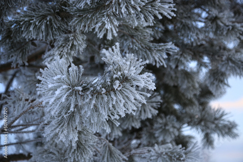 Beautiful pine branches covered with frost in winter