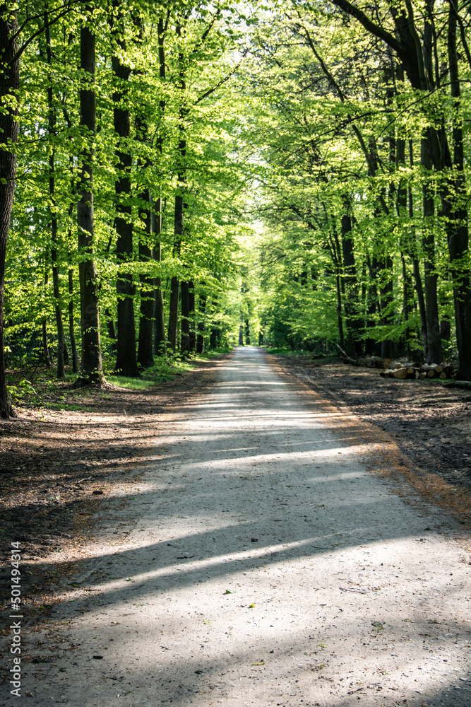 Fototapeta premium Forest Road with Trees in Germany