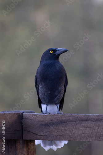 Close-up shot of a black craw perched on a wooden deck in the park
