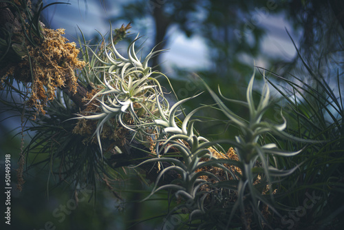 Selective focus shot of tillandsia plants crawling on a tree branch photo