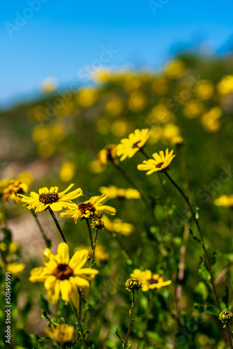 Selective focus shot of a yellow encelia plants photo