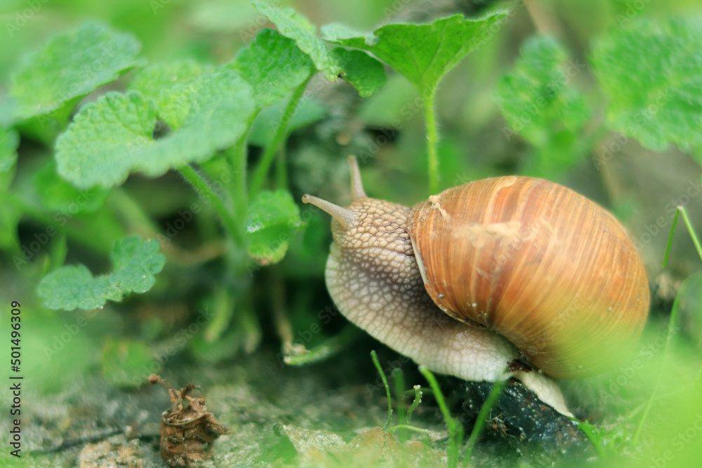 Snail among the greenery in the forest, selective focus. Nature and its inhabitants in spring Snail among the greenery in the forest, selective focus. Nature and its inhabitants in spring