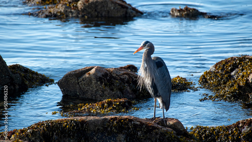 Beautiful shot of the Great Blue Heron,  Sidney waterfront, Sidney, BC Canada