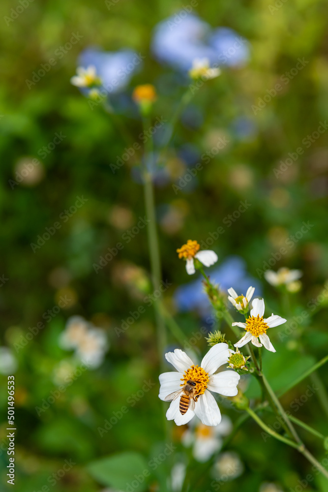 Wld flower Bidens albas in a field. A bee collects honey on the little white flower.
Wld flower Bidens albas in a field. A bee collects honey on the little white flower.