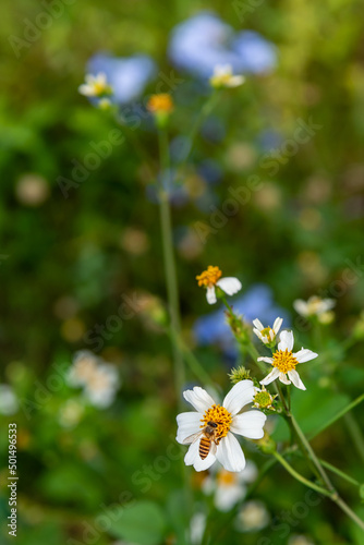 Wld flower Bidens albas in a field. A bee collects honey on the little white flower. 