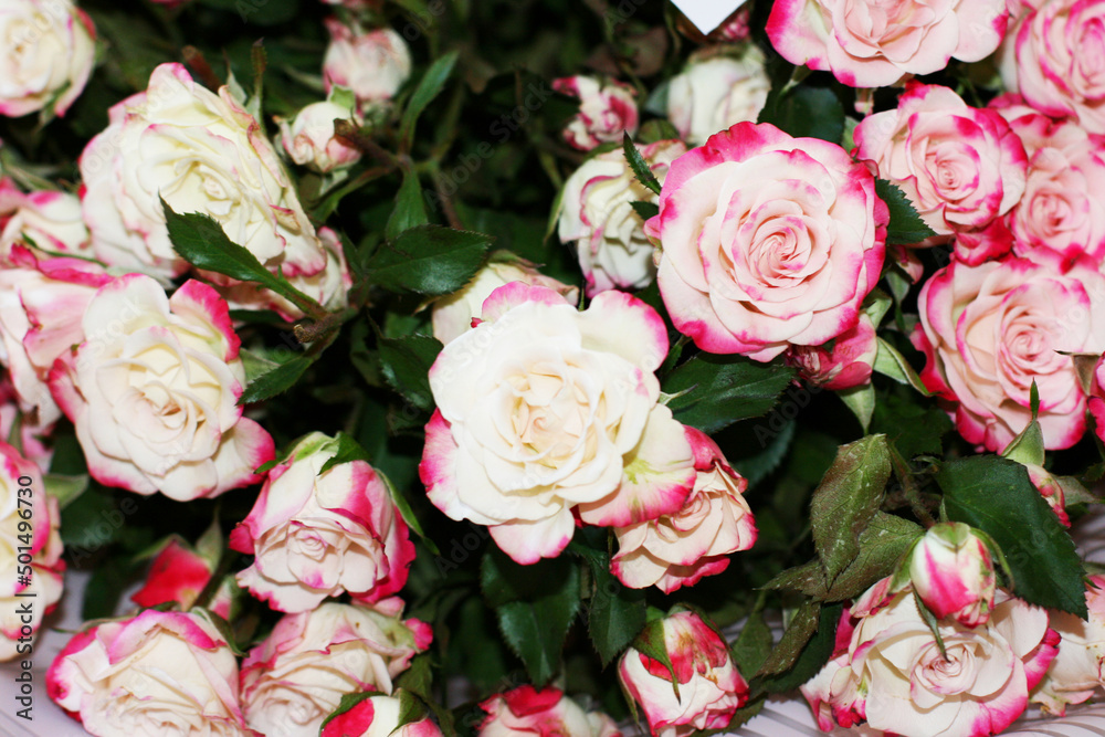 Thriving of full bloom flowerscape, floral visual of live flowers wall, beautiful roses background. Front top photo of a pink roses with selective focus in a bouquet on a soft green background 