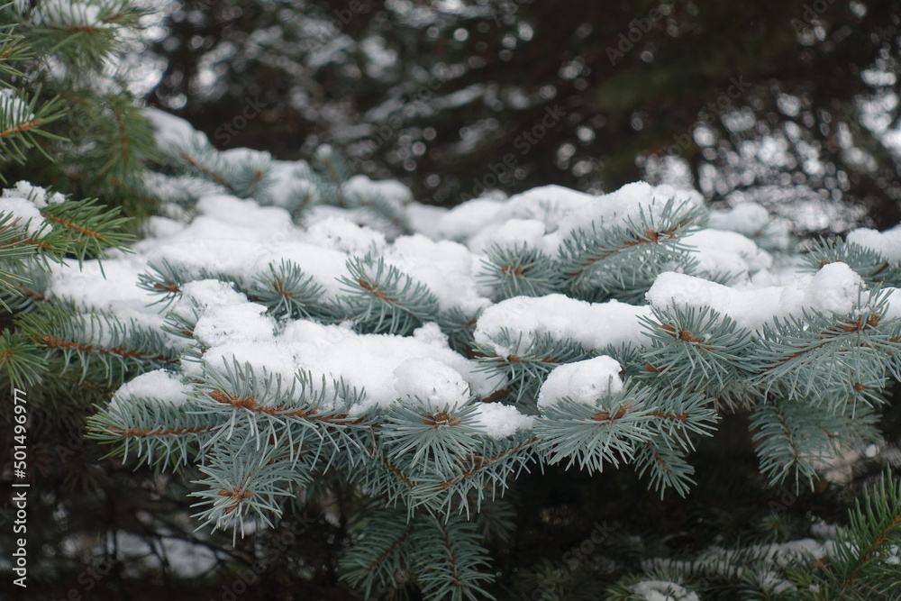 Blue green foliage of Picea pungens covered with snow in January