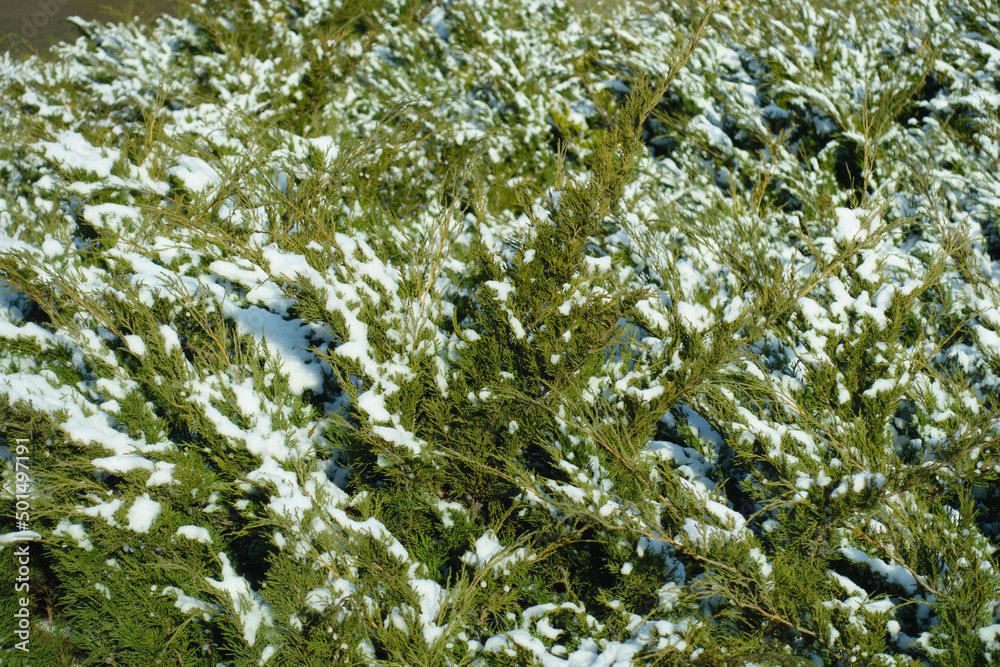 Green foliage of savin juniper covered with snow in mid February