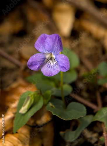 Soft focus of a common dog-violet flower blooming in the woods photo