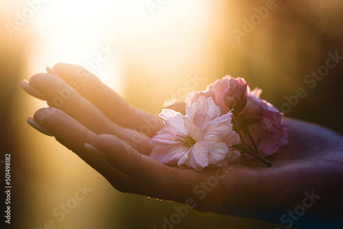 Fotografie, Obraz Beautiful female hand holding pink wilting flowers at sunset