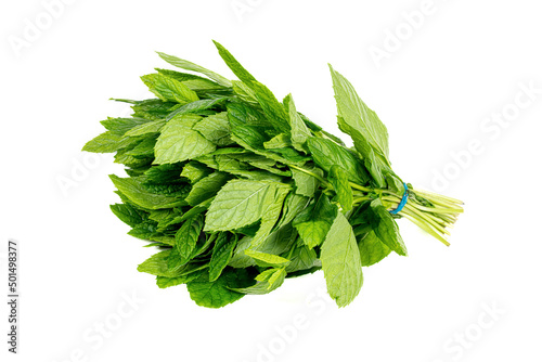 a freshly picked bunch of fresh mint on an isolated white background