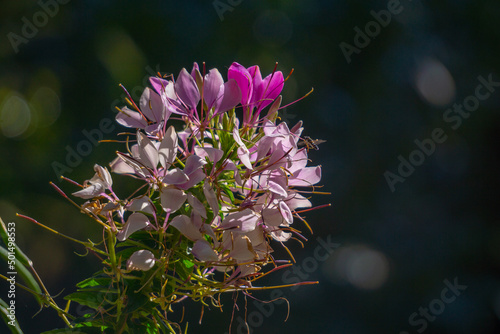 Closeup shot of a Spiny spiderflower (Cleome spinosa) on a blurry background photo