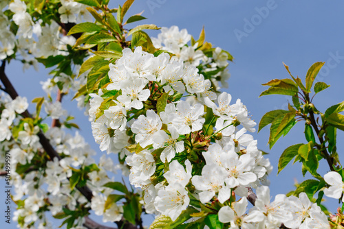 branches of a cherry tree with white flowers against the sky. spring garden.
