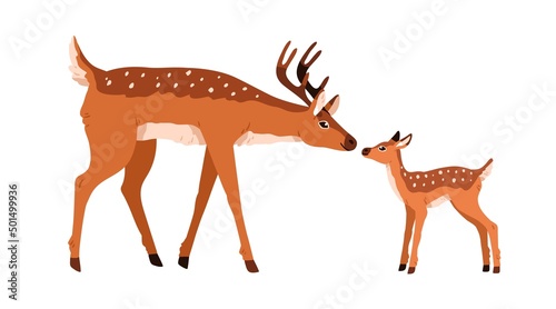 Cute spotted deers family, mother and baby bambi. Adult reindeer and little kid animal. Dotted horny fawns, adorable parent and child. Colored flat vector illustration isolated on white background