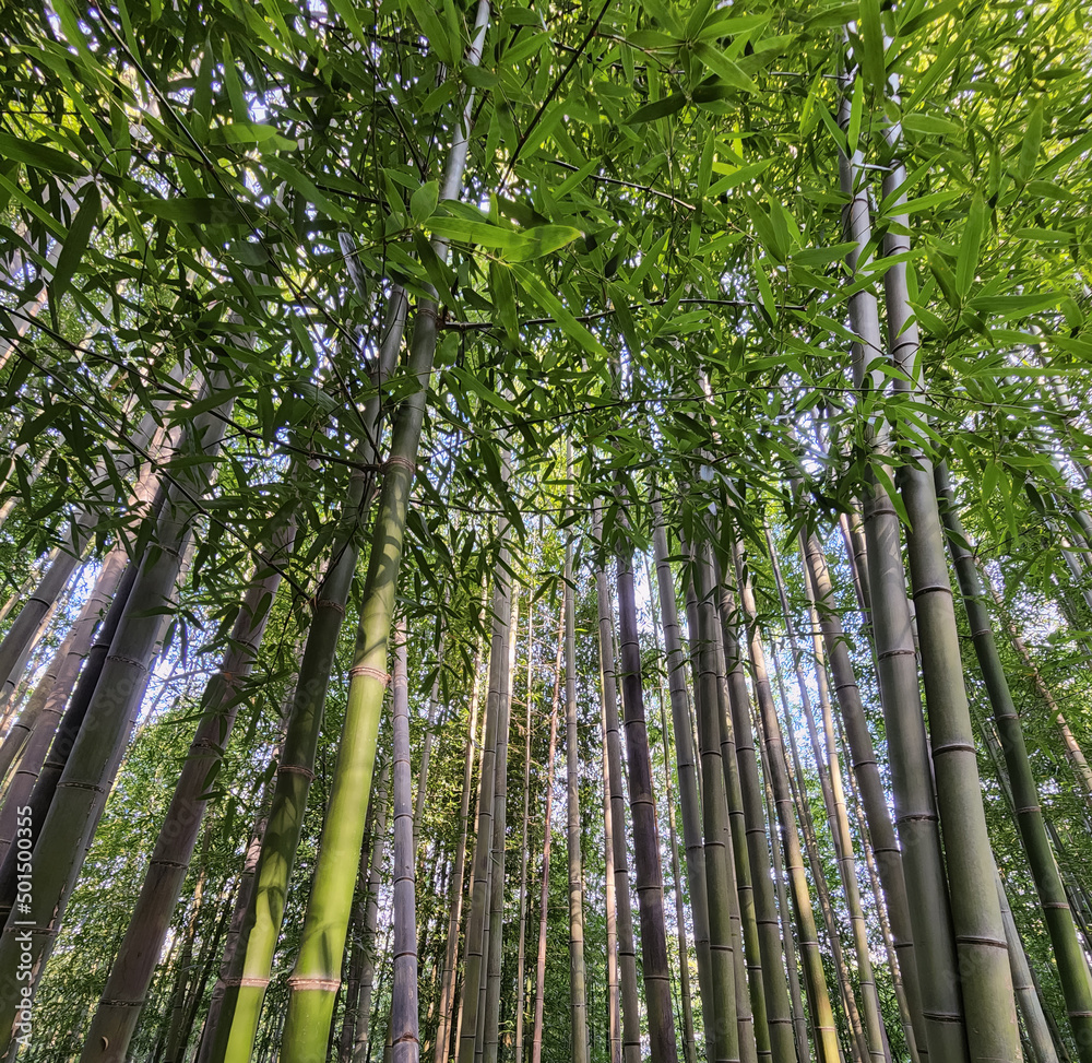 Fototapeta premium When looking up from among the bamboo forests...