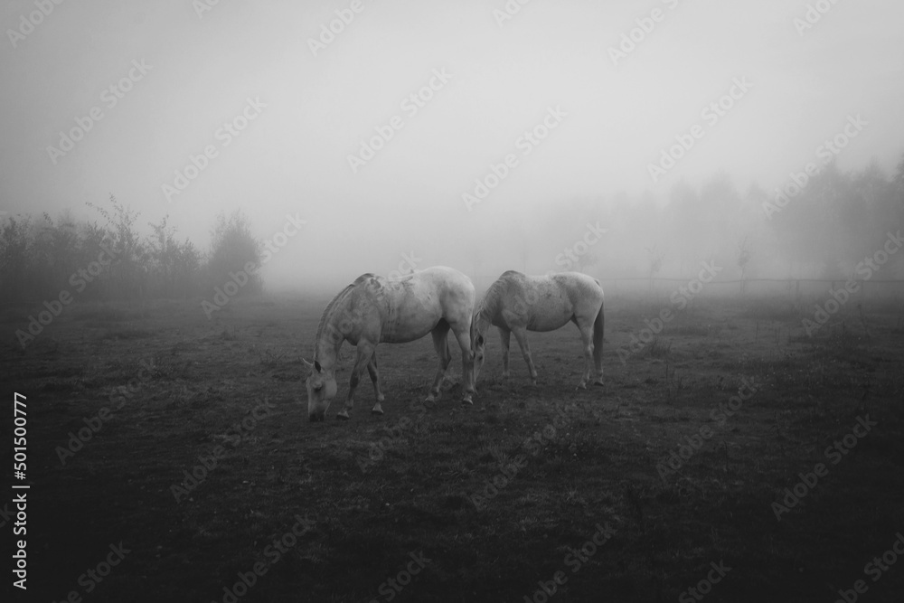 horses in the fog, konie na polanie, pastwisku o poranku w mglisty jesienny dzień - obrazy, fototapety, plakaty 