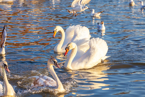 Fototapeta Naklejka Na Ścianę i Meble -  A White Swans And Many Gulls Swim In The River