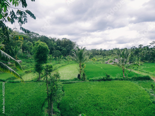 Palm trees and banana trees surrounding the rice terraces. Rice field shining in bright green colors in Indonesia. Tetebatu is Lomboks rice terrace heaven. Great overcast, thick dark clouds. photo