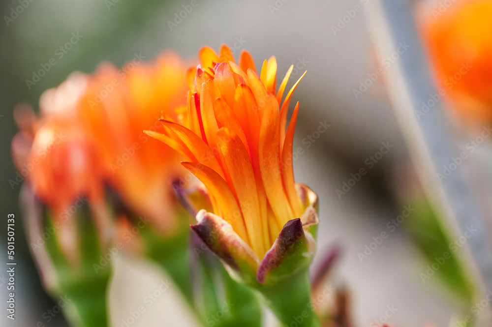 Group of flowers of the pigface orange or mesem plant (Mesembryanthemum) of the Aizoaceae family in early spring with the bud still closed but beginning to open Group of flowers of the pigface orange or mesem plant (Mesembryanthemum) of the Aizoaceae family in early spring with the bud still closed but beginning to open