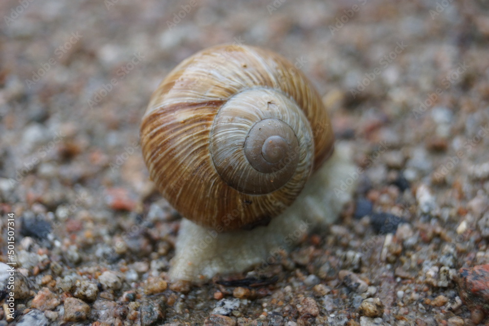 Gehäuseschnecke im Regen auf einem Splitt Boden Gehäuseschnecke im Regen auf einem Splitt Boden