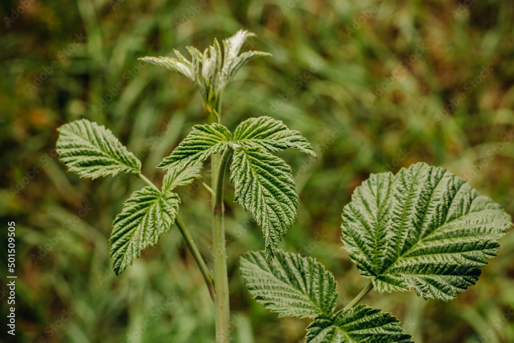 Green texture leaf. Green raspberry sprout. raspberry bush Green texture leaf. Green raspberry sprout. raspberry bush