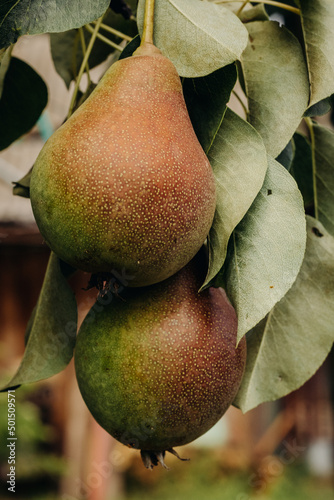 Fresh ripe pears on a pear tree branch. Pears in the garden.