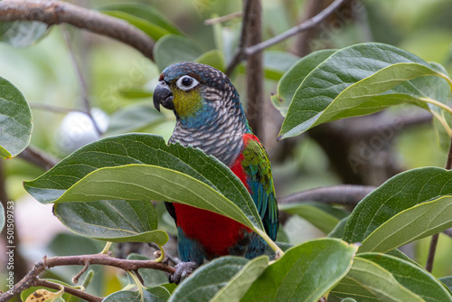 Obraz na plátně Closeup of a beautiful Crimson-bellied parakeet on a tree
