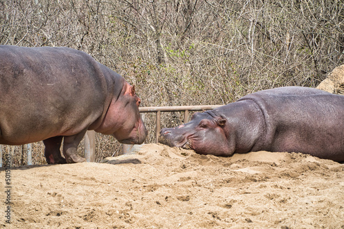 Close-up shot of two Hippopotamus at the Kansas City Zoo. photo