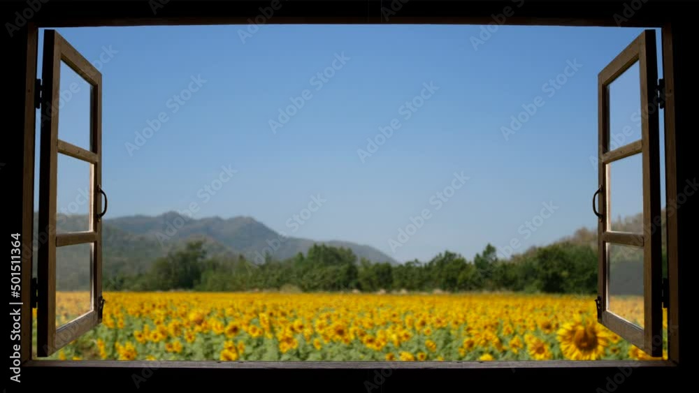 4K looping of view from window at a wonderful landscape nature view with beautiful defocus vibrant sunflower field with blue sky at background