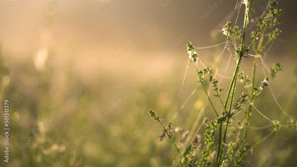 Grass close-up. Early summer morning in the meadow. Dew in the sun. Grass close-up. Early summer morning in the meadow. Dew in the sun.