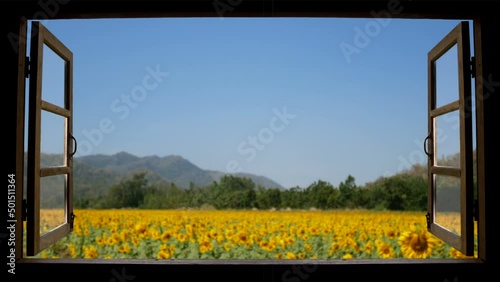 4K looping of view from window at a wonderful landscape nature view with beautiful defocus vibrant sunflower field with blue sky at background