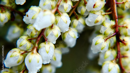 Fotografiet Selective focus shot of the branches of Pieris japonica